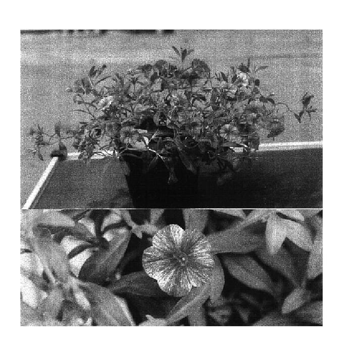 Figure 1 of US plant patent PP16684, the photograph of Sunbelfire printed in the patent.