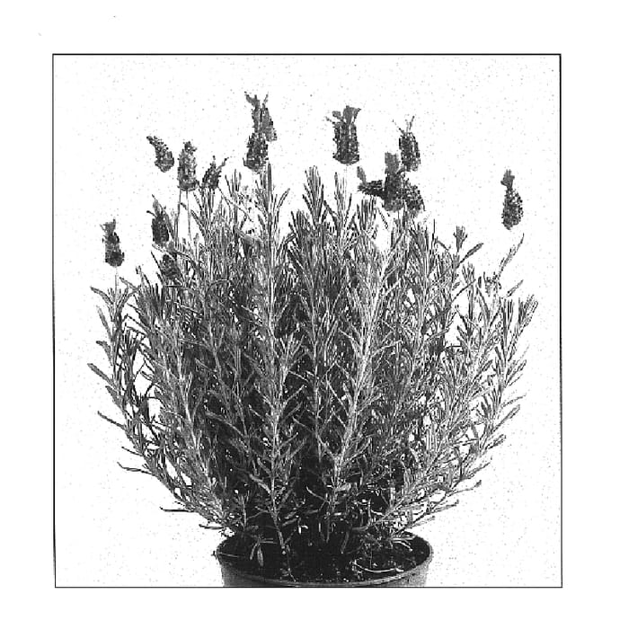 Figure 1 of US plant patent PP16685, the photograph of Anouk printed in the patent.