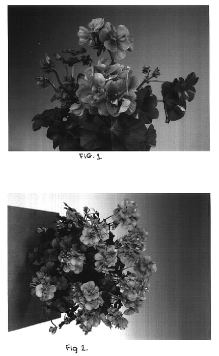 Figure 1 of US plant patent PP16686, the photograph of Fiswipink printed in the patent.