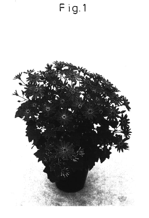 Figure 1 of US plant patent PP16687, the photograph of Sunsenebabu printed in the patent.