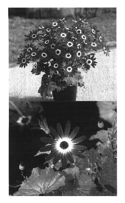 Figure 1 of US plant patent PP16688, the photograph of Sunsenebulbai printed in the patent.