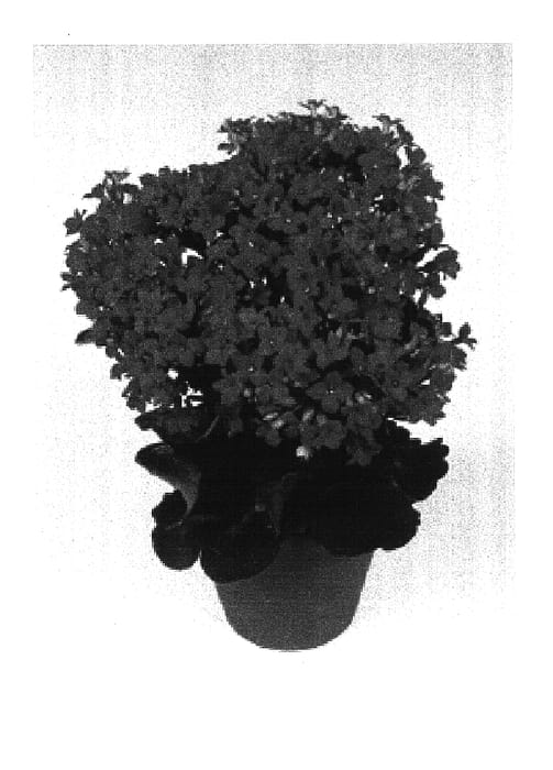 Figure 1 of US plant patent PP16689, the photograph of Parina printed in the patent.