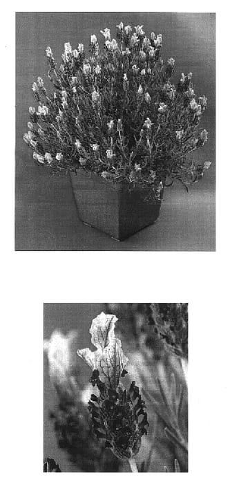 Figure 1 of US plant patent PP16690, the photograph of Ninros printed in the patent.