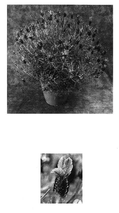 Figure 1 of US plant patent PP16691, the photograph of Belros printed in the patent.