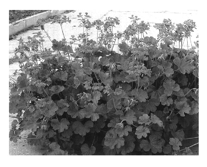 Figure 1 of US plant patent PP16692, the photograph of Shacor printed in the patent.