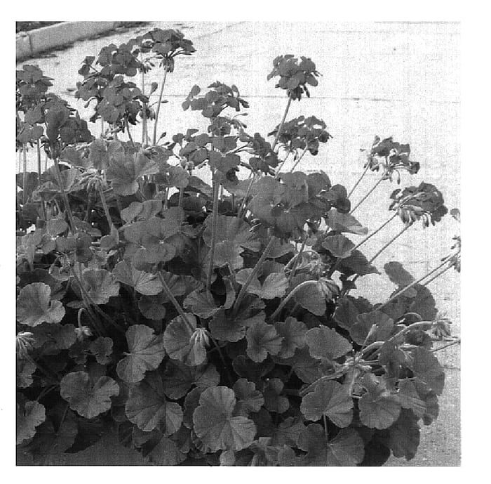 Figure 1 of US plant patent PP16693, the photograph of Share printed in the patent.