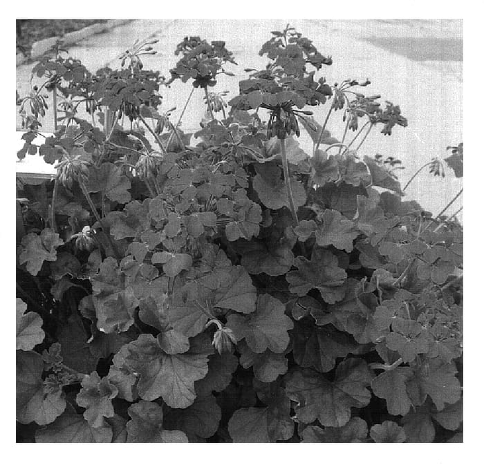 Figure 1 of US plant patent PP16694, the photograph of Shalet printed in the patent.