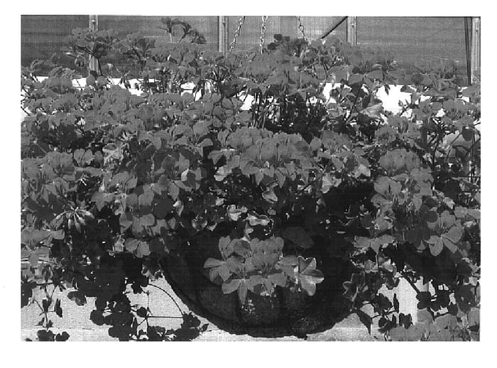 Figure 1 of US plant patent PP16695, the photograph of Pachol printed in the patent.