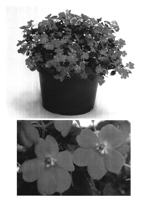 Figure 1 of US plant patent PP16696, the photograph of Fify Wamelon printed in the patent.