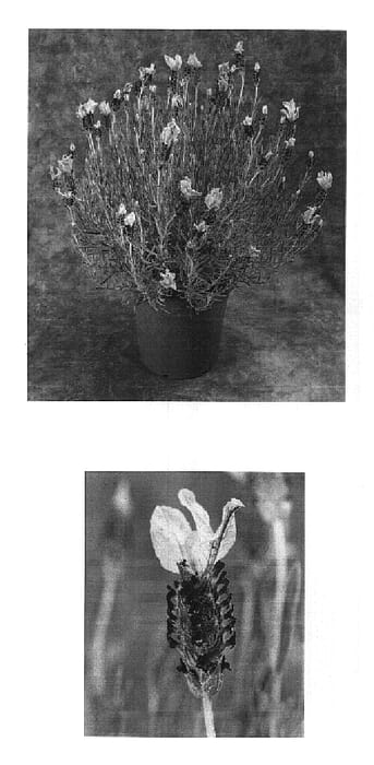 Figure 1 of US plant patent PP16698, the photograph of Coccap printed in the patent.