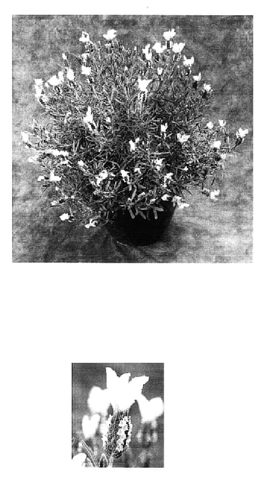 Figure 1 of US plant patent PP16699, the photograph of Belwhi printed in the patent.