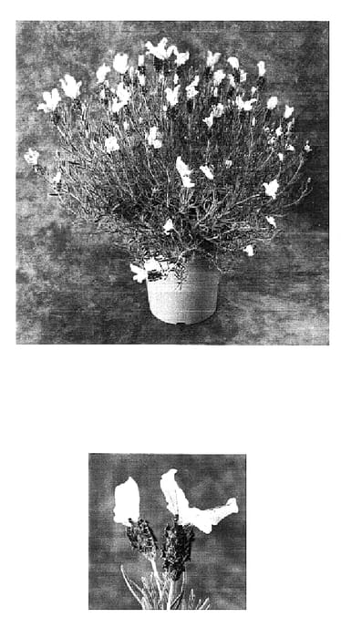Figure 1 of US plant patent PP16700, the photograph of Belrou printed in the patent.