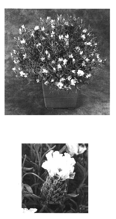 Figure 1 of US plant patent PP16701, the photograph of Ninwhi printed in the patent.