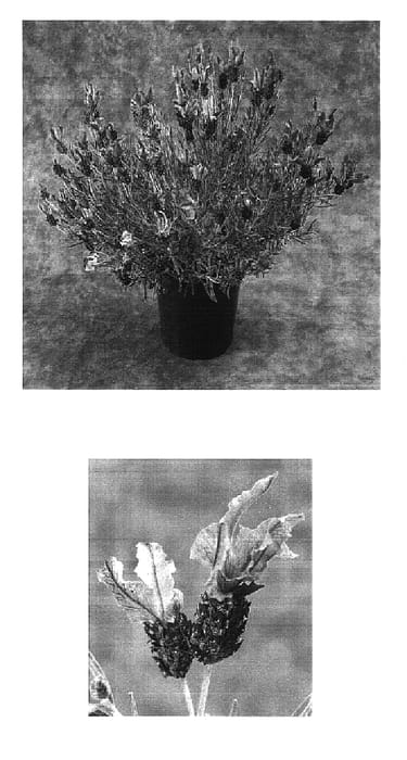 Figure 1 of US plant patent PP16702, the photograph of Cocdap printed in the patent.