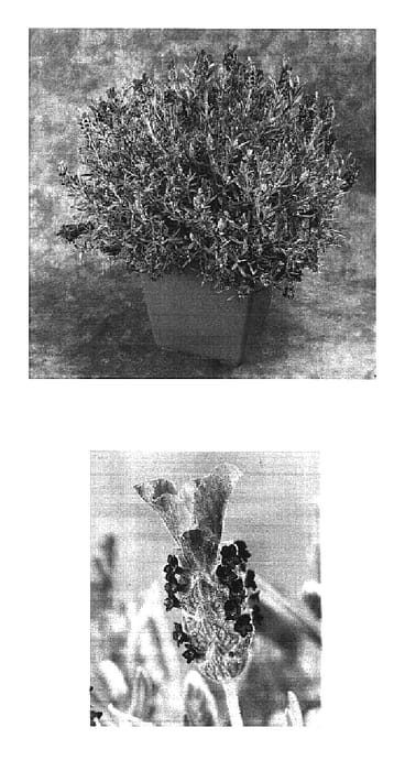 Figure 1 of US plant patent PP16703, the photograph of Ninpur printed in the patent.