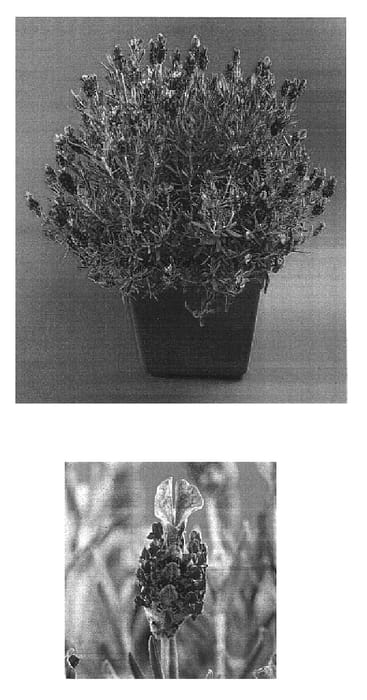 Figure 1 of US plant patent PP16704, the photograph of Ninlip printed in the patent.
