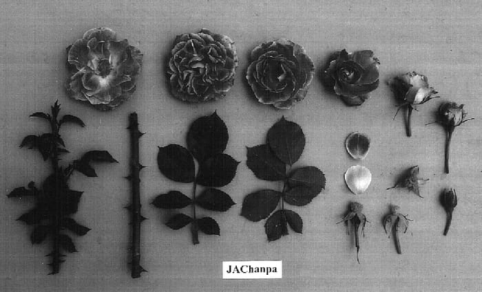 Figure 1 of US plant patent PP16705, the photograph of JAChanpa printed in the patent.
