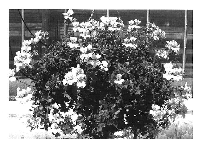 Figure 1 of US plant patent PP16706, the photograph of Pacwhite printed in the patent.
