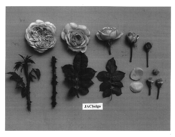 Figure 1 of US plant patent PP16707, the photograph of JACbelgo printed in the patent.