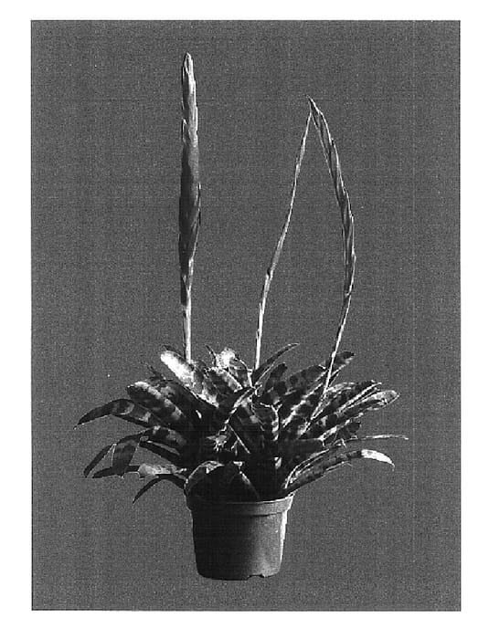 Figure 1 of US plant patent PP16708, the photograph of VRSP100 printed in the patent.