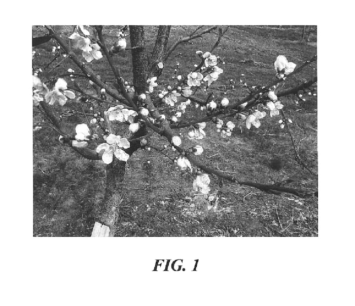 Figure 1 of US plant patent PP16709, the photograph of S 6816 printed in the patent.