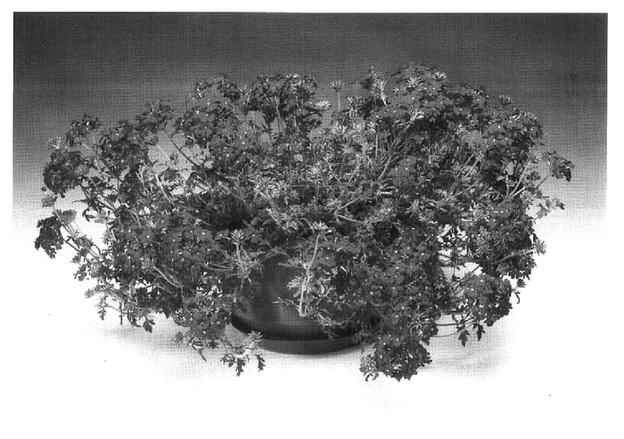 Figure 1 of US plant patent PP16710, the photograph of Amarena printed in the patent.