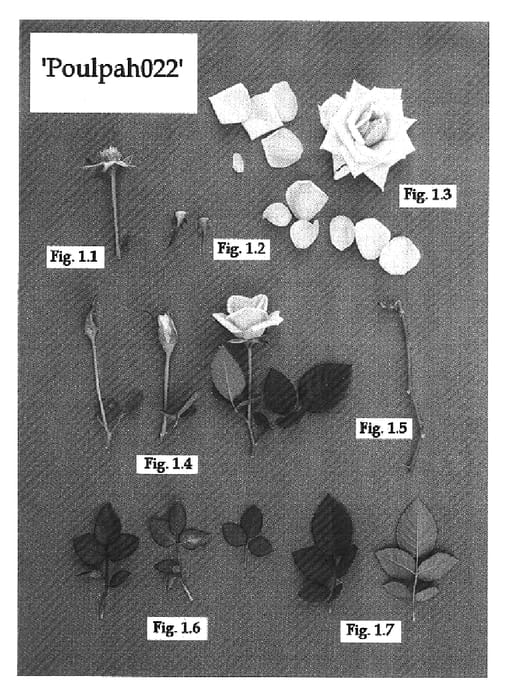 Figure 1 of US plant patent PP16711, the photograph of Poulpah022 printed in the patent.