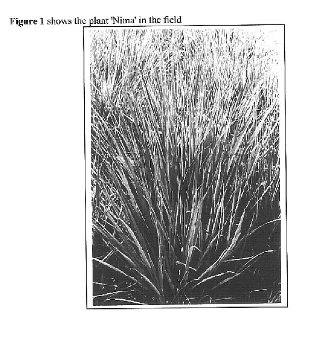 Figure 1 of US plant patent PP16712, the photograph of Nima printed in the patent.