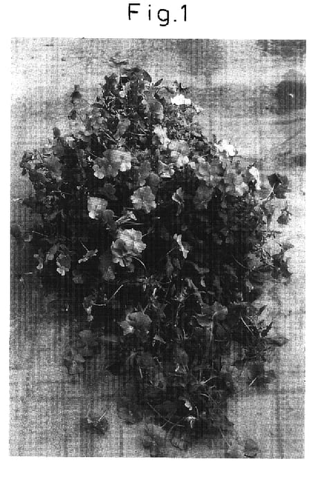 Figure 1 of US plant patent PP16713, the photograph of Sunviolamari printed in the patent.