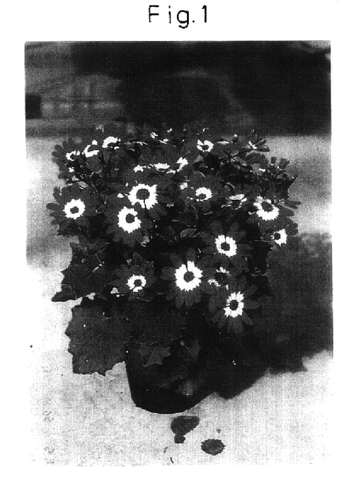 Figure 1 of US plant patent PP16714, the photograph of Sunsenebapiba printed in the patent.