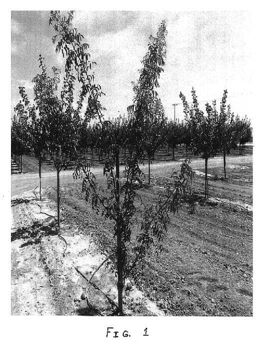 Figure 1 of US plant patent PP16715, the photograph of P.N. 20-18 printed in the patent.