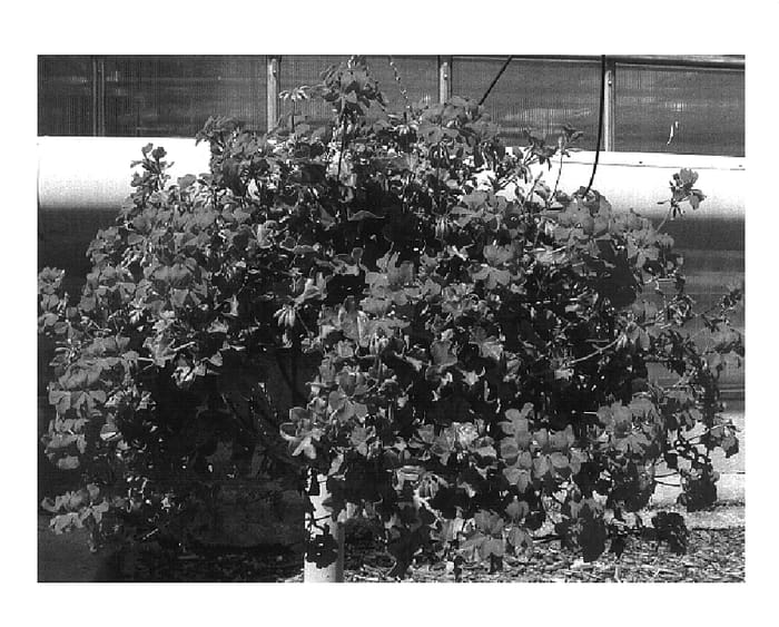 Figure 1 of US plant patent PP16716, the photograph of Pacharl printed in the patent.