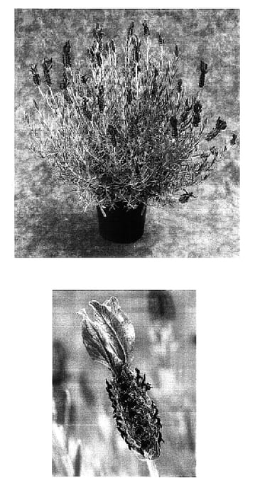 Figure 1 of US plant patent PP16717, the photograph of Cocpur printed in the patent.