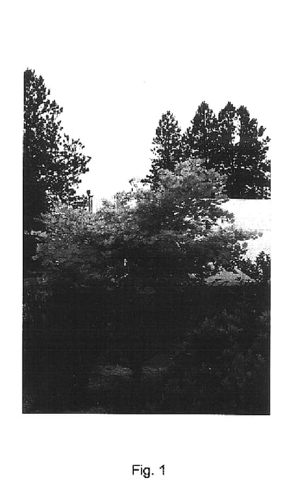 Figure 1 of US plant patent PP16718, the photograph of MUNN 001 printed in the patent.