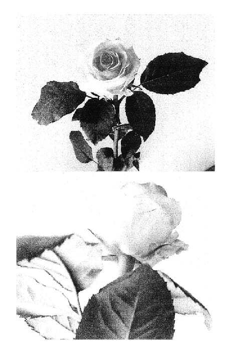 Figure 1 of US plant patent PP16719, the photograph of BOTA 2802 printed in the patent.