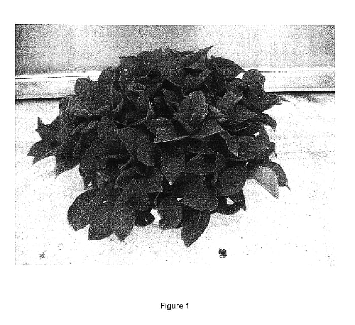 Figure 1 of US plant patent PP16720, the photograph of RIE 03 printed in the patent.