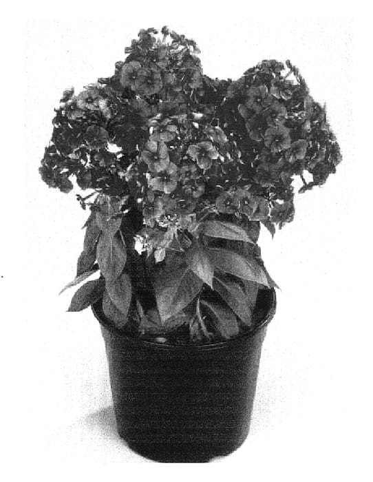 Figure 1 of US plant patent PP16721, the photograph of Barthirtysix printed in the patent.