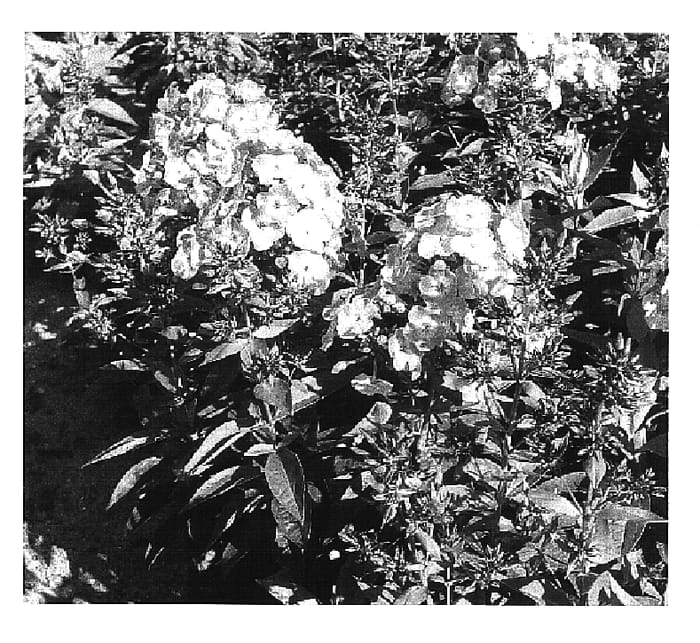 Figure 1 of US plant patent PP16722, the photograph of Barthirtyfive printed in the patent.
