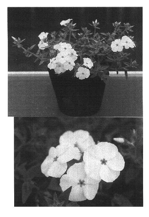 Figure 1 of US plant patent PP16723, the photograph of Sunphlochebu printed in the patent.