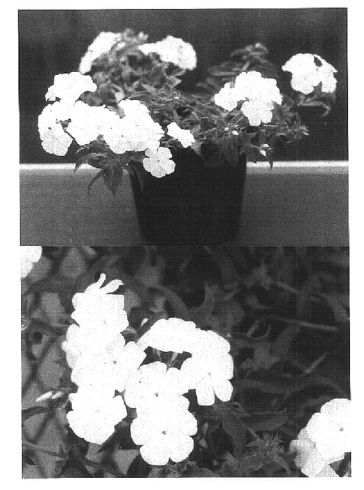 Figure 1 of US plant patent PP16724, the photograph of Sunphloho printed in the patent.