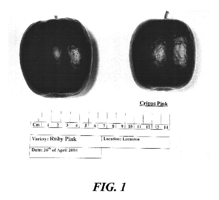 Figure 1 of US plant patent PP16725, the photograph of Ruby Pink printed in the patent.