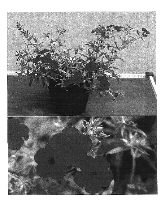 Figure 1 of US plant patent PP16726, the photograph of Sunphlore printed in the patent.