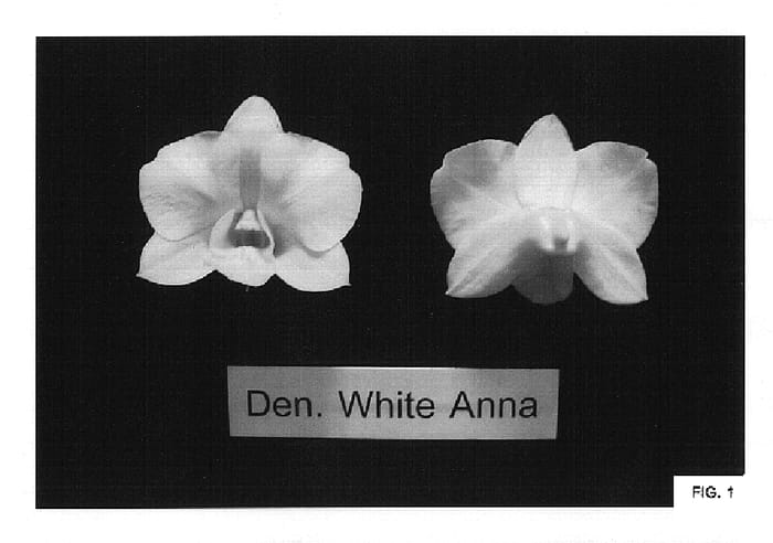 Figure 1 of US plant patent PP16727, the photograph of White Anna printed in the patent.