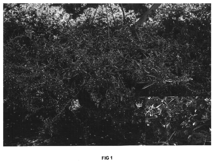 Figure 1 of US plant patent PP16728, the photograph of Cartbas Depur printed in the patent.