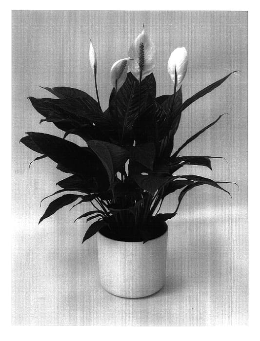 Figure 1 of US plant patent PP16729, the photograph of Improbra printed in the patent.