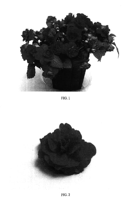 Figure 1 of US plant patent PP16730, the photograph of Balfierose printed in the patent.