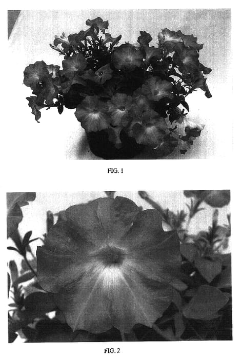 Figure 1 of US plant patent PP16731, the photograph of Balsuncora printed in the patent.