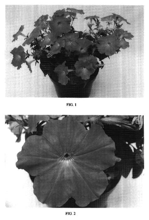 Figure 1 of US plant patent PP16732, the photograph of Balsunlavim printed in the patent.