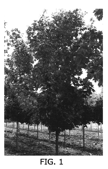 Figure 1 of US plant patent PP16733, the photograph of BAKharl printed in the patent.