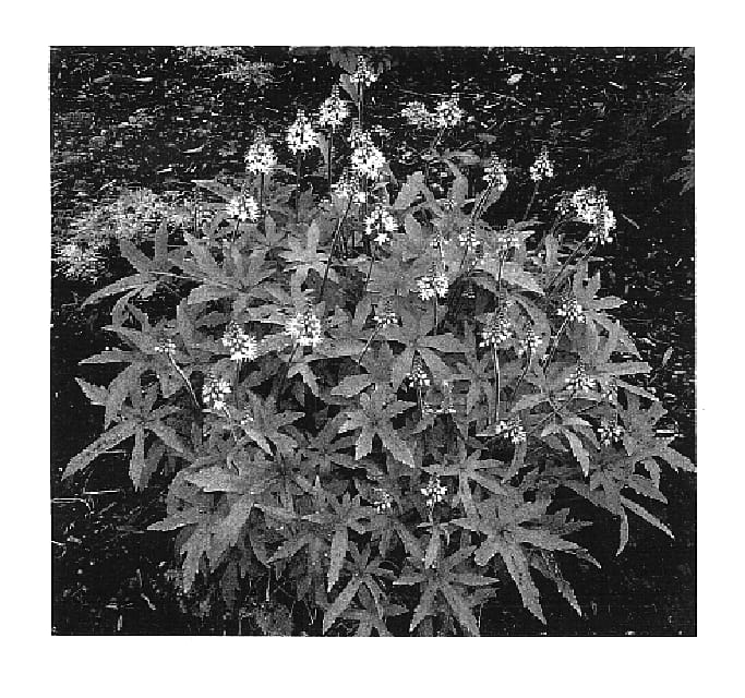 Figure 1 of US plant patent PP16734, the photograph of TNTIA041 printed in the patent.